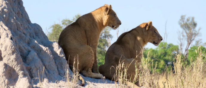 Machaba Kiri Camp Wildlife Sightings May 2025 Two Lionesses Sitting On Termite Hill