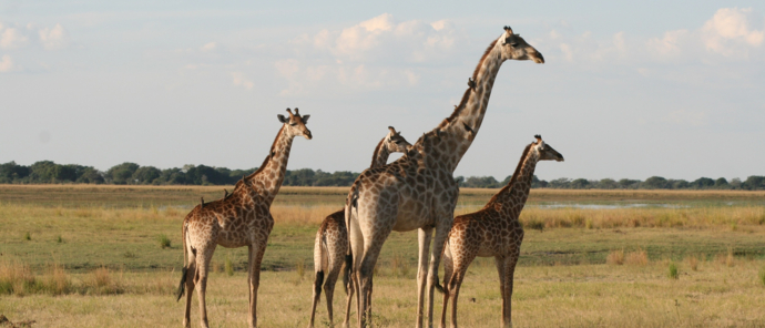 Machaba Ngoma Safari Lodge Wildlife Sightings June 2025 Giraffe On The Savannah Machaba Ngoma Safari Lodge Wildlife Sightings June 2025 Giraffe On The Savannah