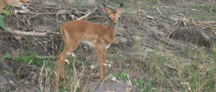 Machaba Kiri Camp Wildlife Stories November 2025 Impala