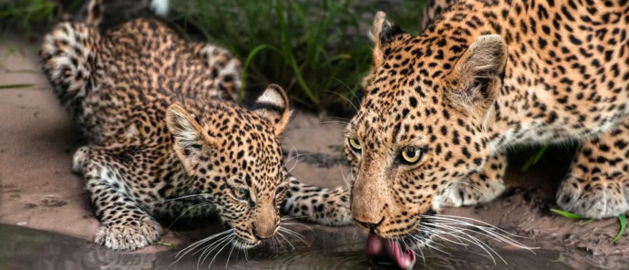 Machaba Camp Wildlife Sightings January 2026 Leoprd And Her Cub