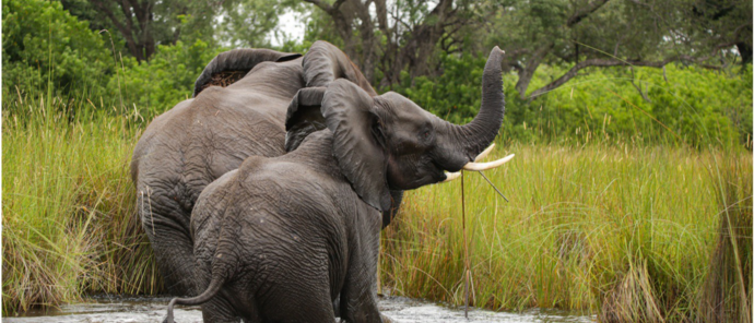 Machaba Monachira Camp Wildlife Sightings February 2026 Elephants Bathing