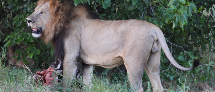 Machaba Kiri Camp Wildlife Sightings April 2026 Lion Feeding On Zebra