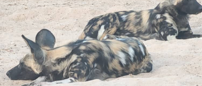 Machaba Ingwe Pan Camp Wildlife Sightings June 2026 African Wild Dogs Resting