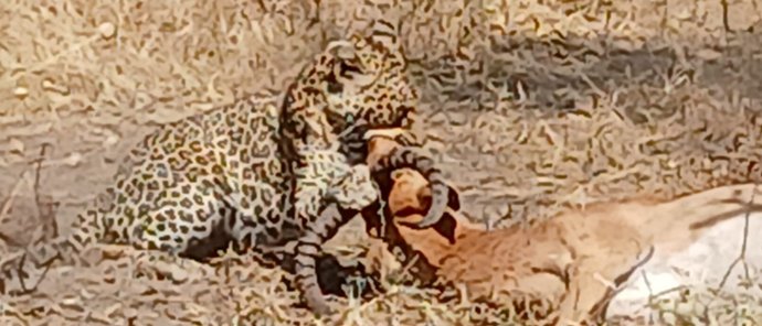 Machaba Ngoma Safari Lodge Wildlife Sightings July 2026 Leopard On Impala Kill