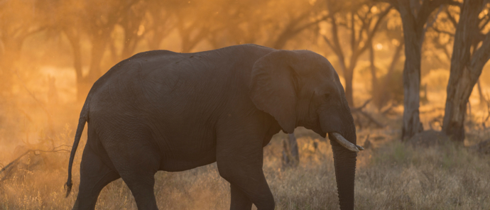 Machaba Botswana Okavango Delta August Sightings 2020 Elephant Machaba Botswana Okavango Delta August Sightings 2020 Elephant