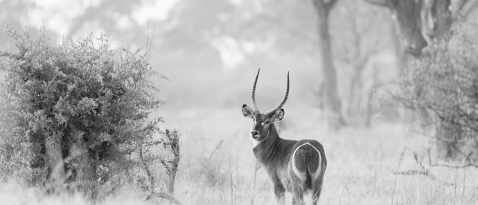 Botswana Machaba Camp Sightings September 2021 Waterbuck Botswana Machaba Camp Sightings September 2021 Waterbuck