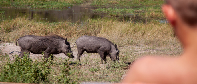 Botswana Machaba Camp Sightings September 2021 Warthogs Close To Camp Botswana Machaba Camp Sightings September 2021 Warthogs Close To Camp