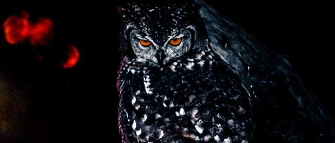 Botswana Gomoti Camp Owl Botswana Gomoti Camp Owl