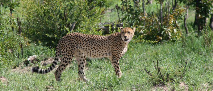 A cheetah seen near Verney's Camp after a hunt. 