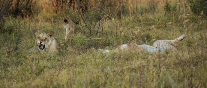 Lioness at Machaba Safaris Lioness at Machaba Safaris
