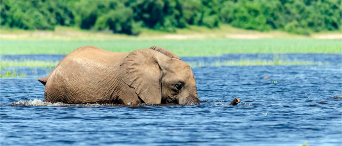 Botswana Chobe Ngoma Sightings Report September 2024 Elephant Swimming Botswana Chobe Ngoma Sightings Report September 2024 Elephant Swimming
