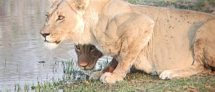 Machaba Safaris Machaba Camp December Sightings 2024 Lion Drinking Machaba Safaris Machaba Camp December Sightings 2024 Lion Drinking