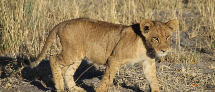 Machaba Safaris Kiri Camp Wildlife Sightings Dec 2024 Suites Lion Cub Machaba Safaris Kiri Camp Wildlife Sightings Dec 2024 Suites Lion Cub