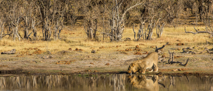 Machaba Safaris   Machaba Camp Wildlife Sightings   May 2025   Lion At Waterhole Machaba Safaris   Machaba Camp Wildlife Sightings   May 2025   Lion At Waterhole