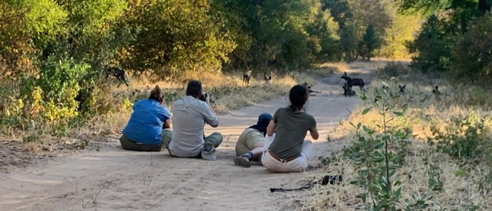 Machaba Ingwe Pan Camp Wildlife Sightings July 2025 African Wild Dog Sighting On Foot Machaba Ingwe Pan Camp Wildlife Sightings July 2025 African Wild Dog Sighting On Foot