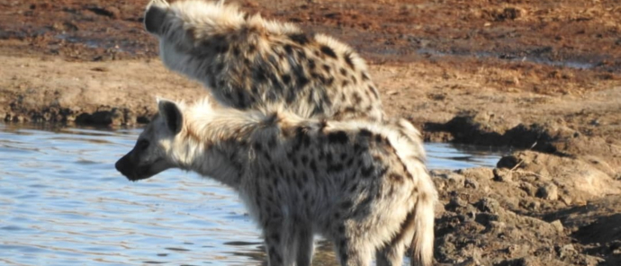 Machaba Verneys Camp Wildlife Sightings July 2025 Two Hyenas Drinking From Pan Machaba Verneys Camp Wildlife Sightings July 2025 Two Hyenas Drinking From Pan
