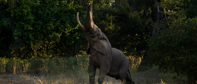 Machaba Mana River Camp Wildlife Sightings July 2026 Elephant Foraging From A Tree