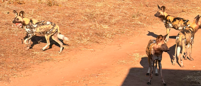 Machaba Ngoma Safari Lodge Wildlife Sightings July 2026 African Wild Dogs