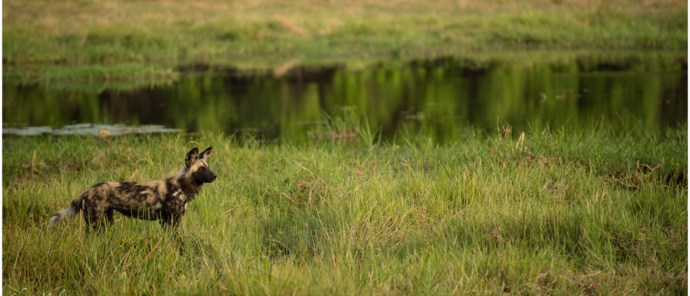 Machaba Botswana Okavango Delta Machaba Camp Sightings March 2020 Wild Dogs Machaba Botswana Okavango Delta Machaba Camp Sightings March 2020 Wild Dogs