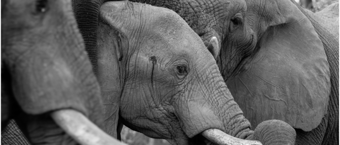 Machaba Botswana Okavango Delta Machaba Camp Elephant May Sightings 2020 Machaba Botswana Okavango Delta Machaba Camp Elephant May Sightings 2020