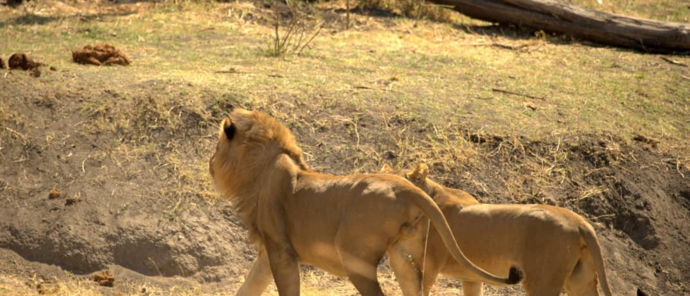 Machaba Zimbabwe Hwange Deteema August Sightings 2020 Lionss Machaba Zimbabwe Hwange Deteema August Sightings 2020 Lionss
