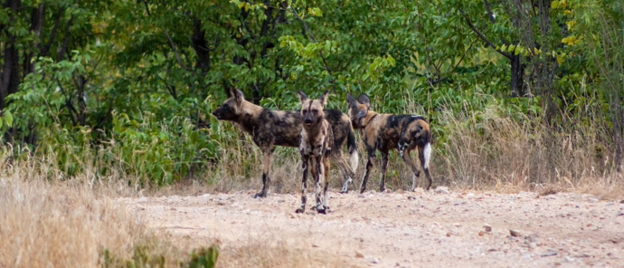Botswana Okavango Delta Machaba Camp November Sightings Wild Dogs Botswana Okavango Delta Machaba Camp November Sightings Wild Dogs