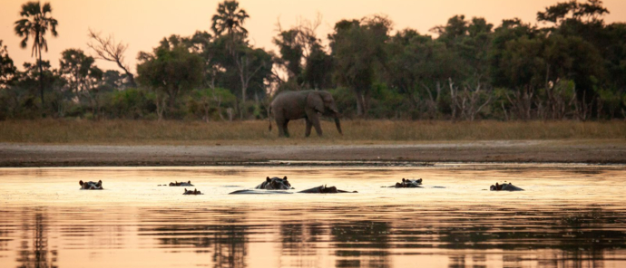 Botswana Gomoti Camp Hippo Botswana Gomoti Camp Hippo