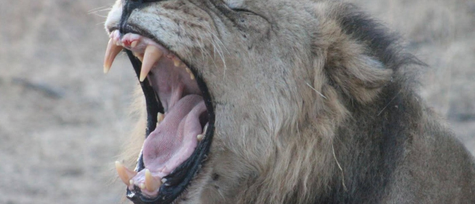 Machaba Deteema Springs Camp Wildlife Sightings June 2025 Lion Roaring Machaba Deteema Springs Camp Wildlife Sightings June 2025 Lion Roaring