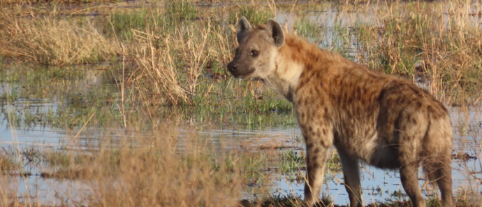 Machaba Kiri Camp Wildlife Sightings July 2025 Hyena In Flood Plain Machaba Kiri Camp Wildlife Sightings July 2025 Hyena In Flood Plain