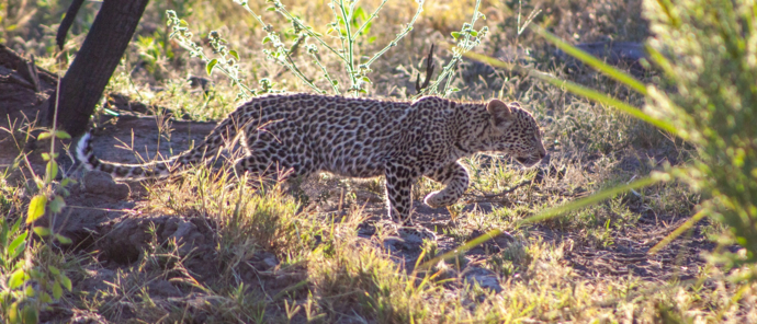 Machaba Gomoti Plains Camp Wildlife Sightings August 2025 Leopard Sighting Machaba Gomoti Plains Camp Wildlife Sightings August 2025 Leopard Sighting