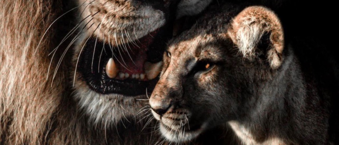 Machaba Camp Wildlife Sightings February 2026 Male Lion And Cub