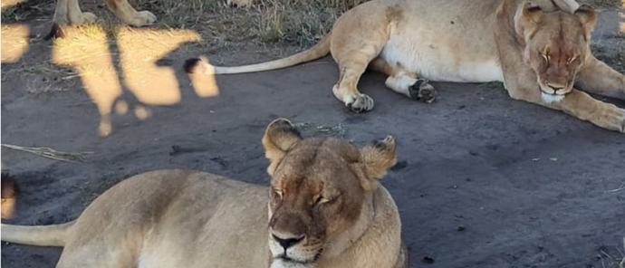 Machaba Verneys Camp Wildlife Sightings April 2026 Lionesses On Safari