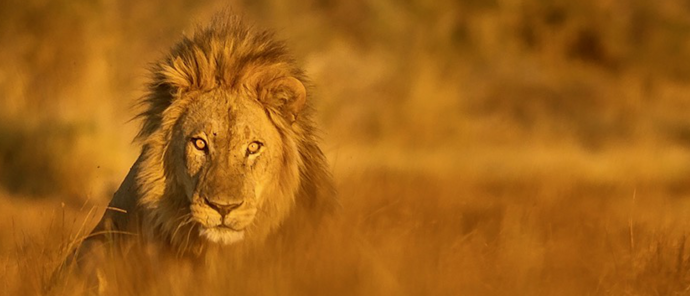 Machaba Camp Wildlife Sightings July 2026 Lion Hiding In Tall Grass