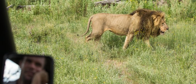 Machaba Safaris Botswana Okavango Gomoti Plains April 2022 Lion Game Drive Machaba Safaris Botswana Okavango Gomoti Plains April 2022 Lion Game Drive