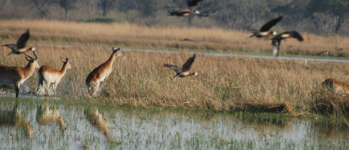 Machaba Botswana Okavango Delta Machaba Camp Antilops Birds Machaba Botswana Okavango Delta Machaba Camp Antilops Birds