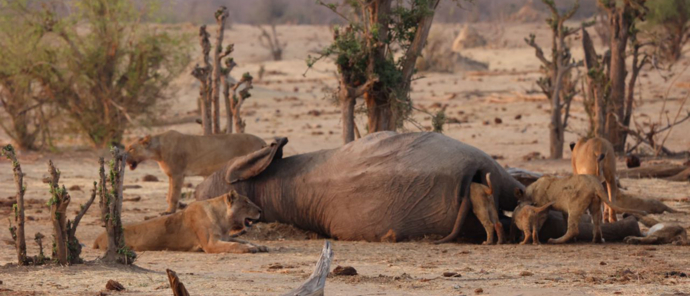 Machaba Safaris Deteema Springs Lion Elephant Kill Machaba Safaris Deteema Springs Lion Elephant Kill