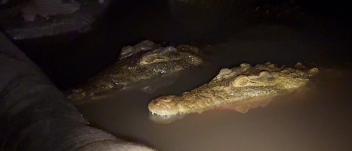 Willdife Sightings Machaba Camp Botswana September 2024 Crocodile Willdife Sightings Machaba Camp Botswana September 2024 Crocodile
