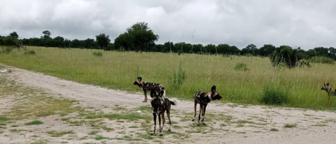 Machaba Verneys Camp Wildlife Sightings February 2025 African Wild Dogs On The Hunt Machaba Verneys Camp Wildlife Sightings February 2025 African Wild Dogs On The Hunt