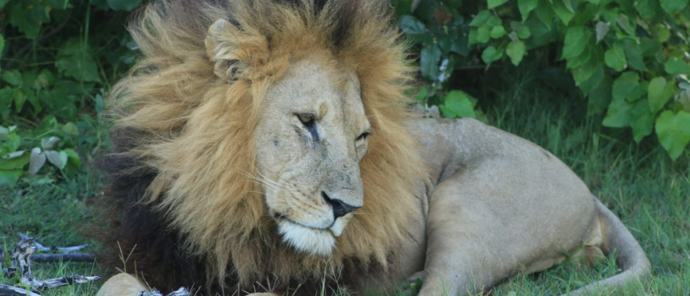 Machaba Monachira Camp Wildlife Sightings March 2026 Adult Male Lion In Botswana