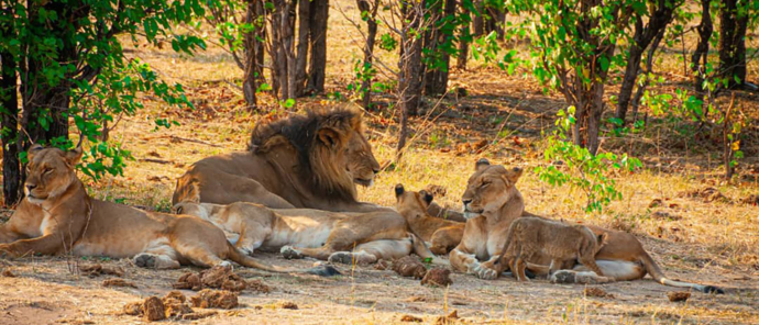 Zimbabwe Hwange National Park Deteema Springs Camp Wildlife Sightings November 2020 Lion Family Lying Down Zimbabwe Hwange National Park Deteema Springs Camp Wildlife Sightings November 2020 Lion Family Lying Down