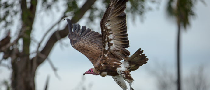 Botswana Okavango Delta Gomoti Plains August Sightings 2021 Vulture Botswana Okavango Delta Gomoti Plains August Sightings 2021 Vulture