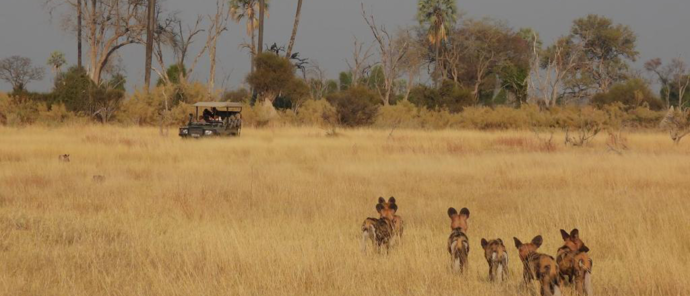 Botswana Gomoti Plains Wild Dogs Botswana Gomoti Plains Wild Dogs