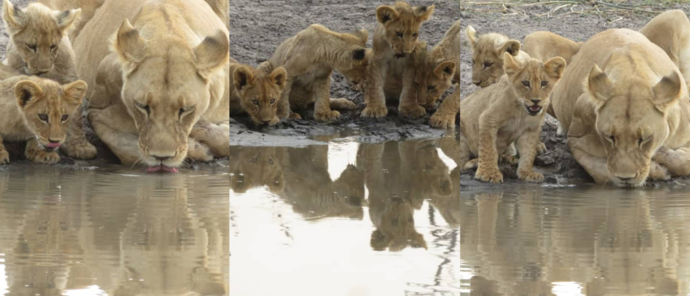 Botswana Okavango Delta Gomoti Plains Lions Drinking Botswana Okavango Delta Gomoti Plains Lions Drinking