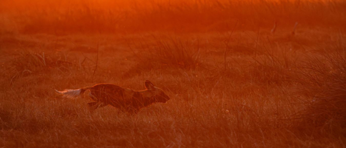 Machaba Wild Dog Sunset Machaba Wild Dog Sunset