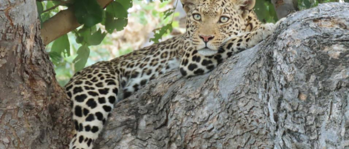 Willdife Sightings Gomoti Plains Botswana August 2024 Leopard Tree Willdife Sightings Gomoti Plains Botswana August 2024 Leopard Tree