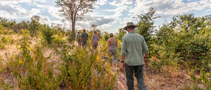 Zimbabwe Hwange Deteema Sightings September 2024 Walking Safari Zimbabwe Hwange Deteema Sightings September 2024 Walking Safari