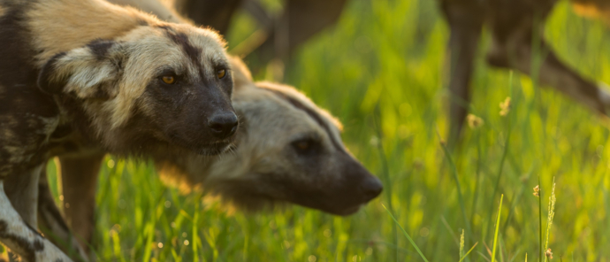 African wild dogs in the middle of a hunt African wild dogs in the middle of a hunt