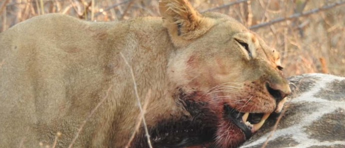 Machaba Verneys Camp Wildlife Sightings September 2025 Lioness Eating Giraffe Machaba Verneys Camp Wildlife Sightings September 2025 Lioness Eating Giraffe