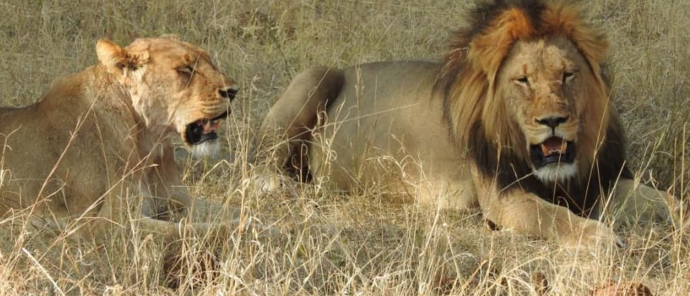 Machaba Verneys Camp Wildlife Sightings September 2025 Lion Mating Pair Machaba Verneys Camp Wildlife Sightings September 2025 Lion Mating Pair