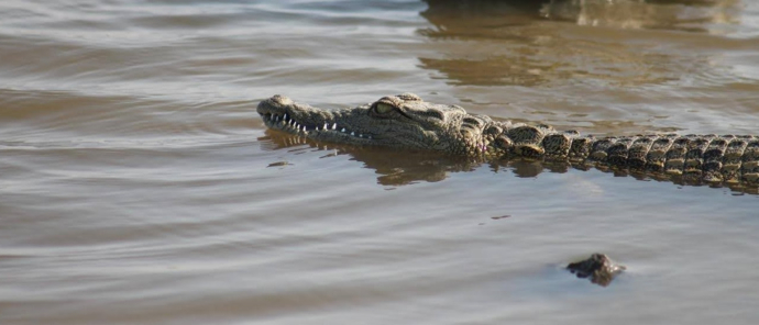 Machaba Deteema Springs Camp Wildlife Sightings October 2025 Crocodile In Zimbabwe